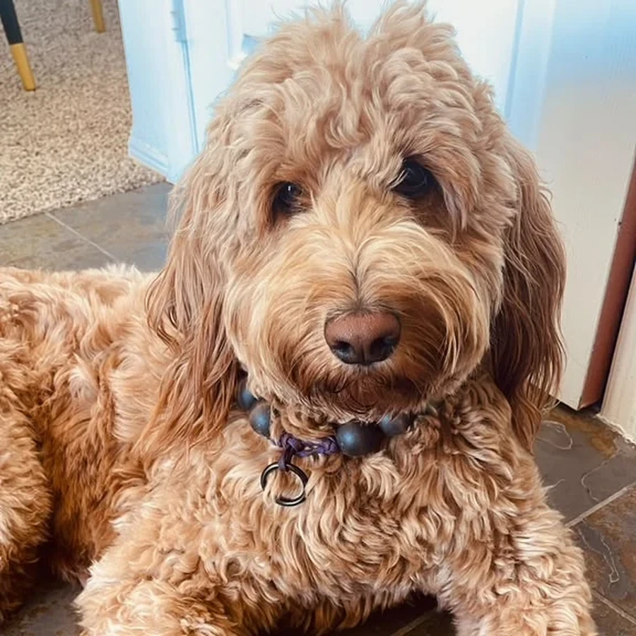 SAGE, the beloved Goldendoodle mascot of The ARC