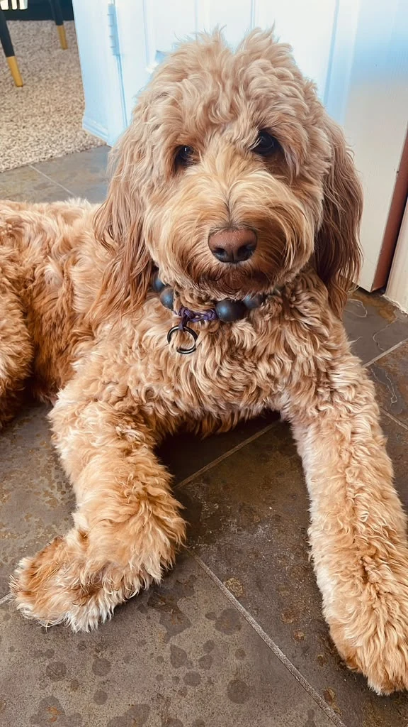 SAGE, The ARC's GoldenDoodle mascot